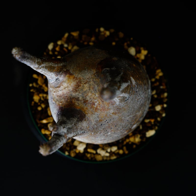 パキポディウム グラキリス-PG145 | Supervoid Caudex パキポディウム グラキリス-PG145 | Supervoid Caudex