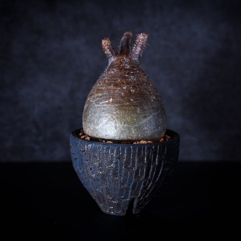 パキポディウム グラキリス-PG161/沼野秀章-BLACK WRAP -3.5号鉢 | Su