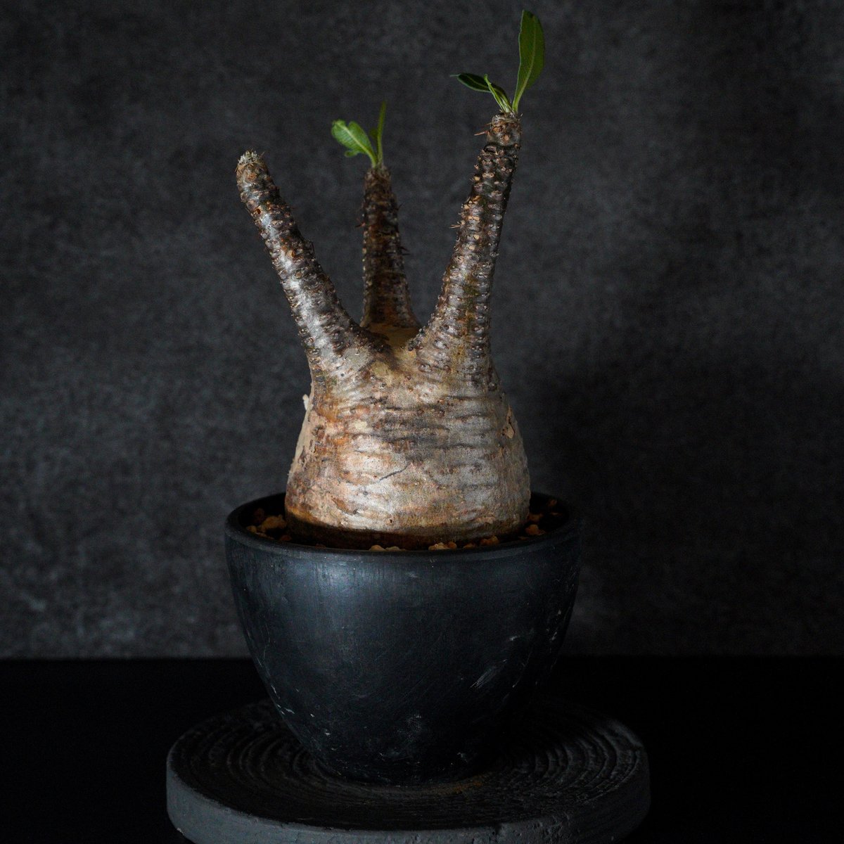 パキポディウムグラキリス パキポディウム グラキリス-PG350 | Supervoid Caudex