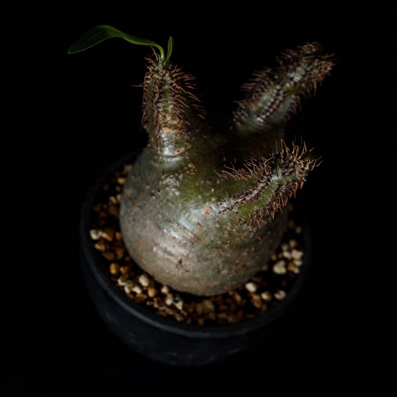 パキポディウム グラキリス-PG351 | Supervoid Caudex パキポディウム グラキリス-PG351 | Supervoid Caudex