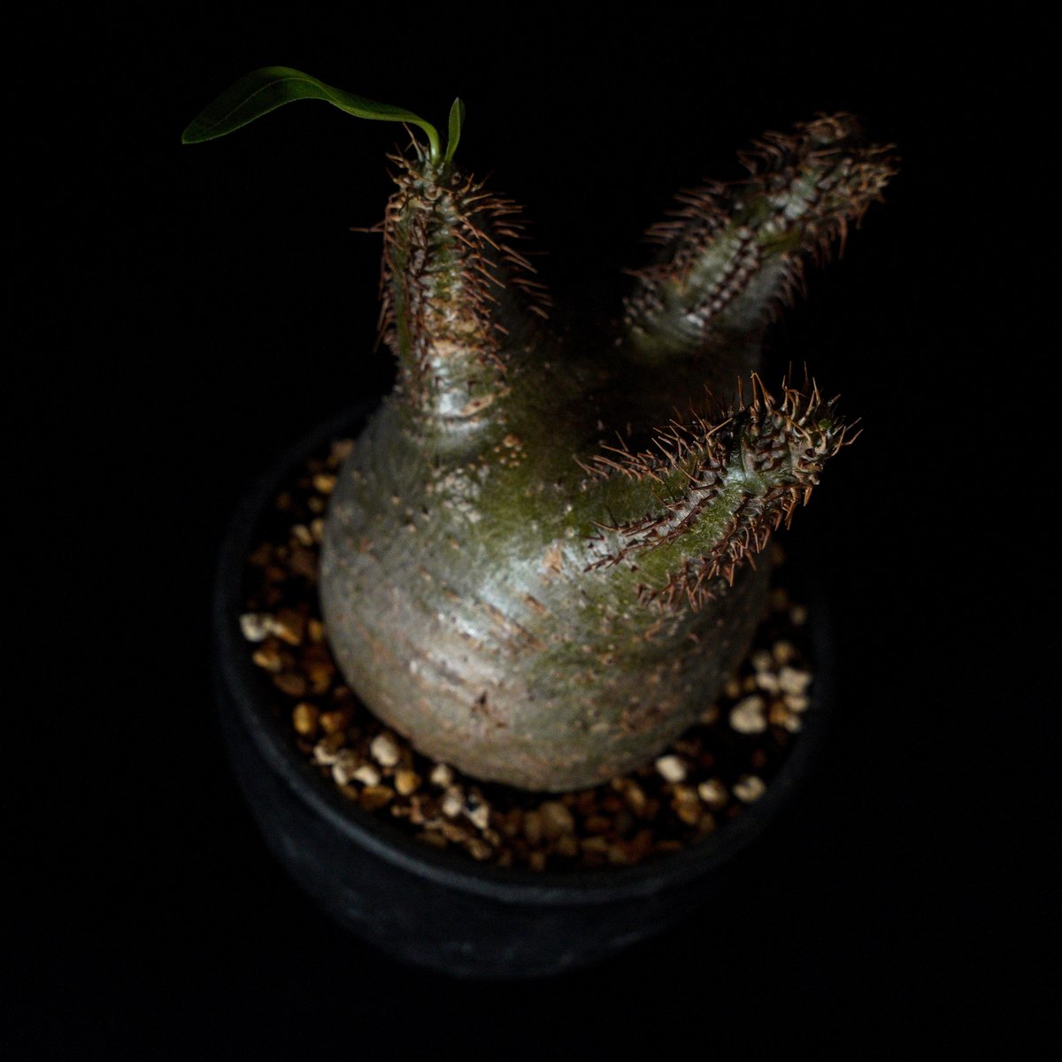 パキポディウム グラキリス パキポディウム グラキリス-PG350 | Supervoid Caudex