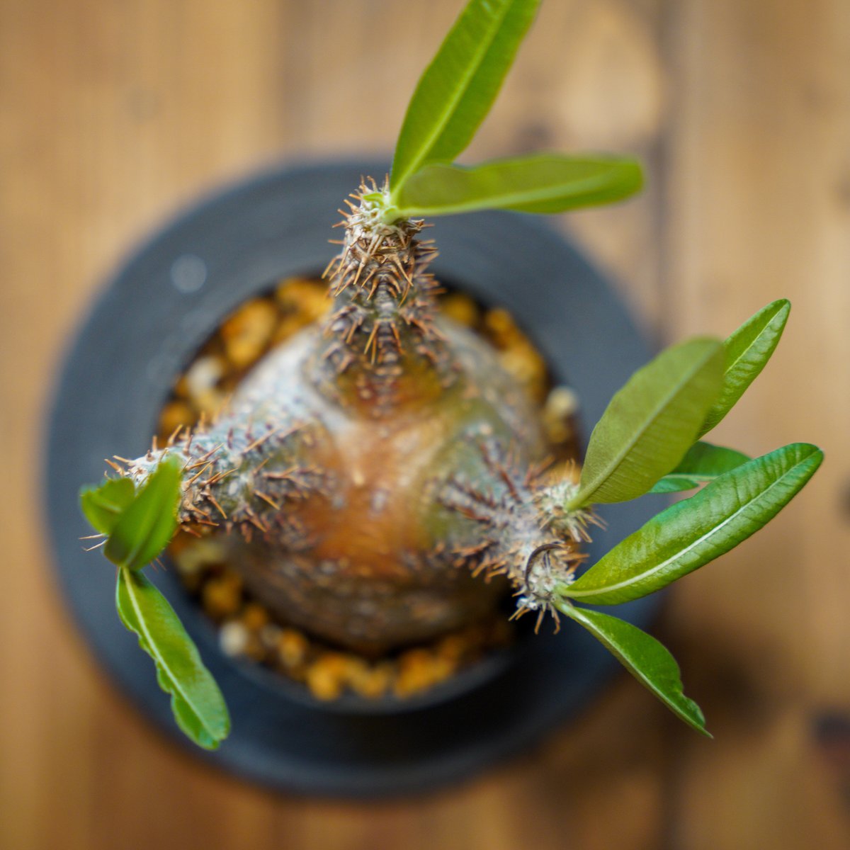 パキポディウム グラキリス-PG266 | Supervoid Caudex