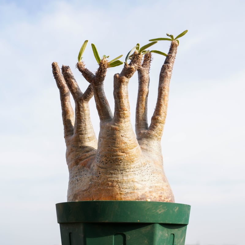 パキポディウム グラキリス-PG96 | Supervoid Caudex