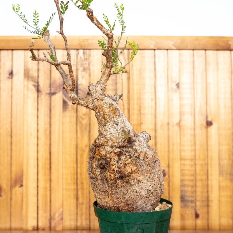 大株　発根済　オペルクリカリア　パキプス　コーデックス caudex グラキリス オペルクリカリア パキプス-OP13 | Supervoid Caudex