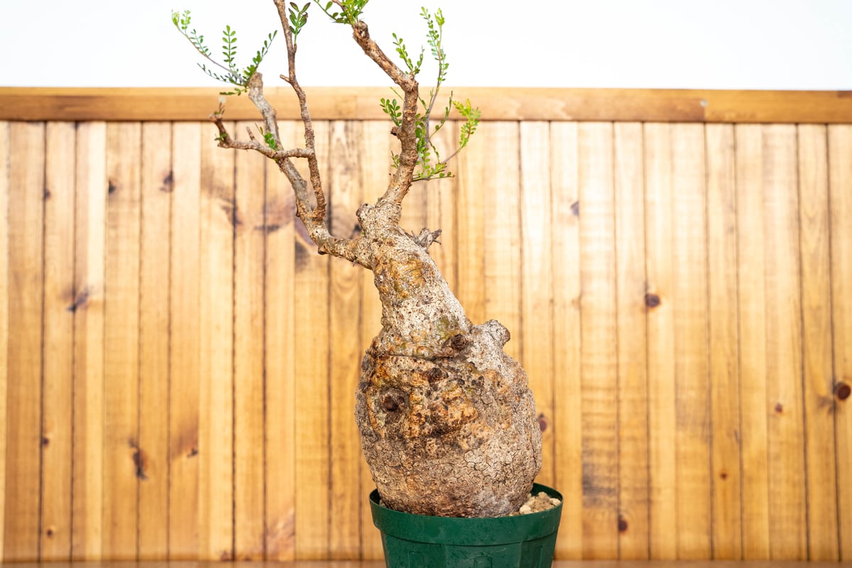 オペルクリカリア パキプス-OP13 | Supervoid Caudex