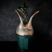 パキポディウム グラキリス-PG293 | Supervoid Caudex