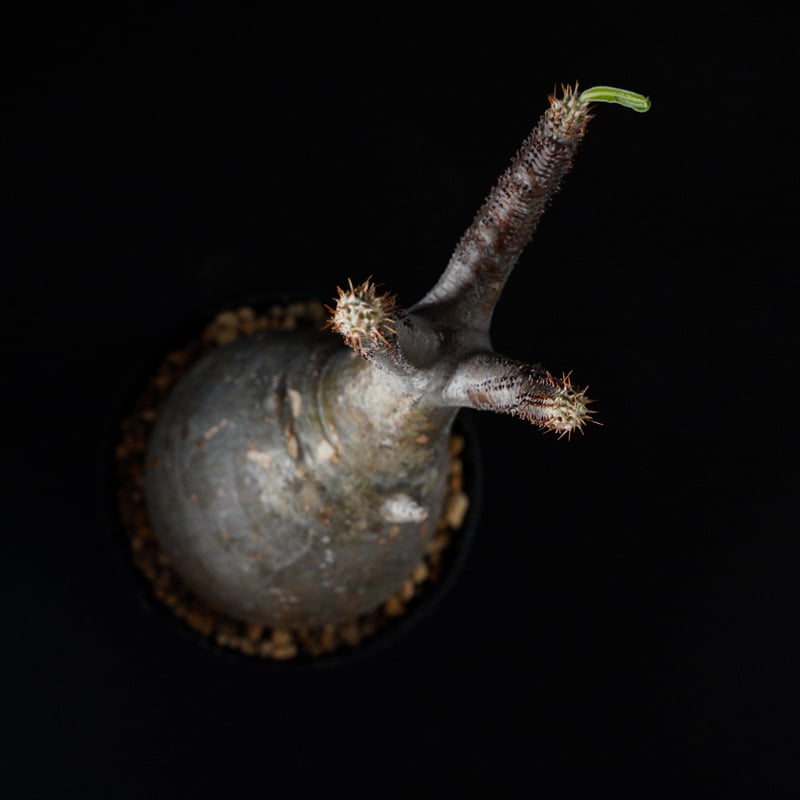 パキポディウム グラキリス-PG282 | Supervoid Caudex