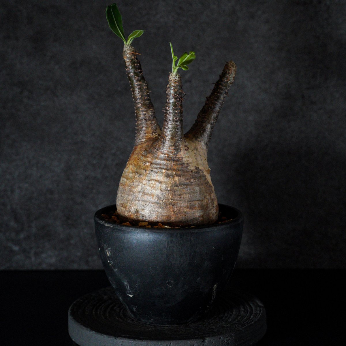 パキポディウム グラキリス-PG350 | Supervoid Caudex