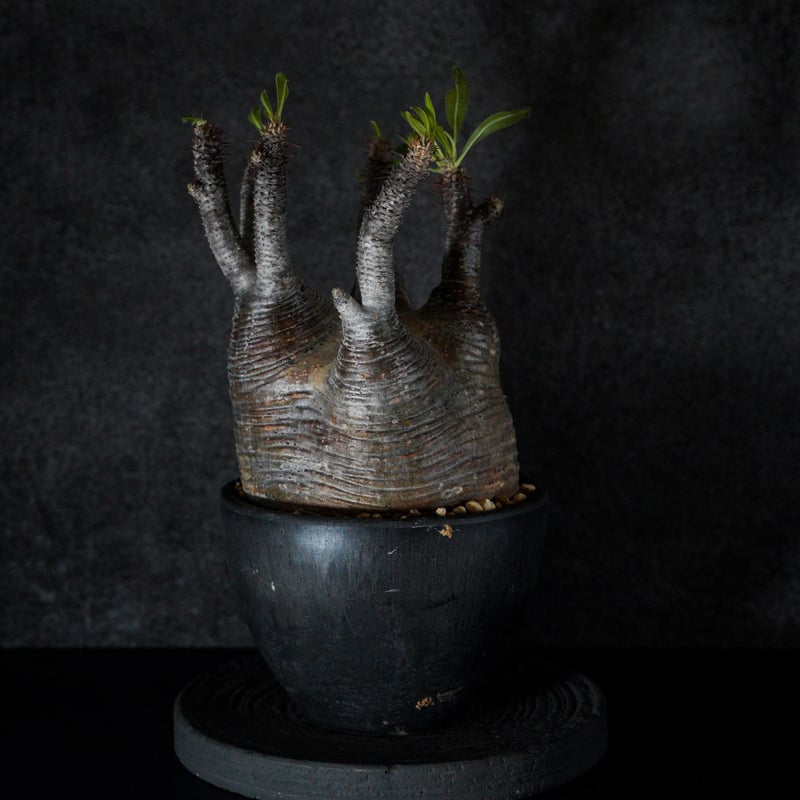 パキポディウム　35cm パキポディウム グラキリス-PG352 | Supervoid Caudex