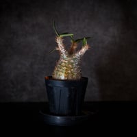 パキポディウム グラキリス-PG217/桑江良寿 歯車鉢4号鉢 | Supervoid