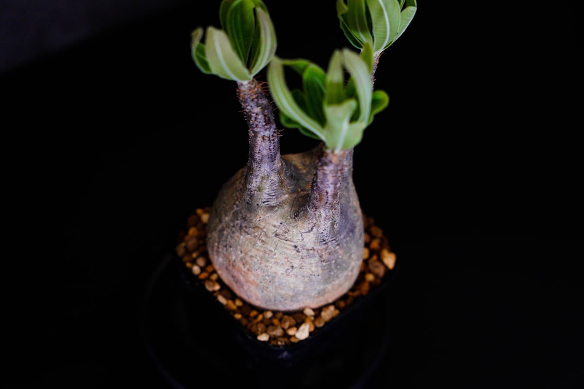 パキポディウム グラキリス-PG263 | Supervoid Caudex