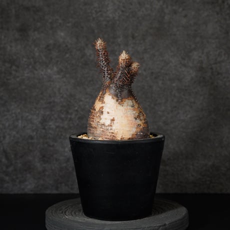 CATEGORY パキポディウム | Supervoid Caudex