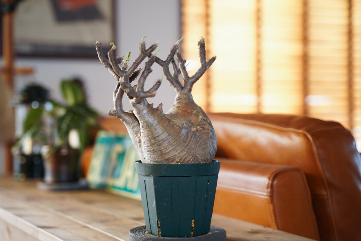 42.パキポディウム グラキリス fit=scale-down,w=1200