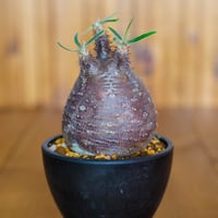 パキポディウム グラキリス-PG294 | Supervoid Caudex