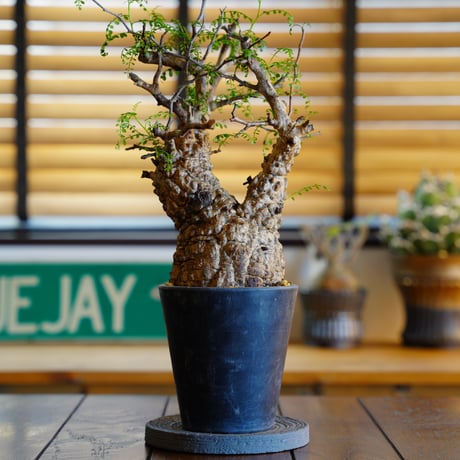 CATEGORY オペルクリカリア | Supervoid Caudex