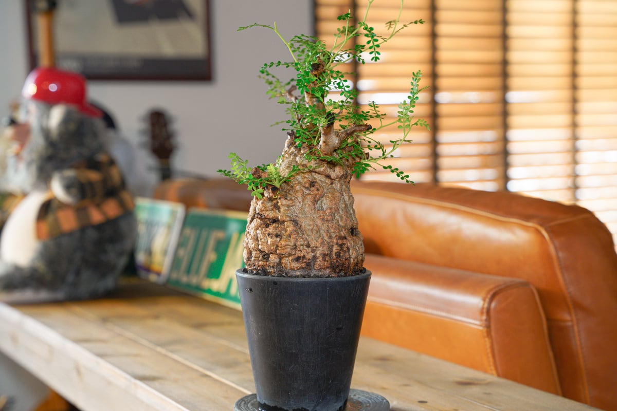 オペルクリカリア・パキプス46 RAFLUMコレクション】オペルクリカリア パキプス 