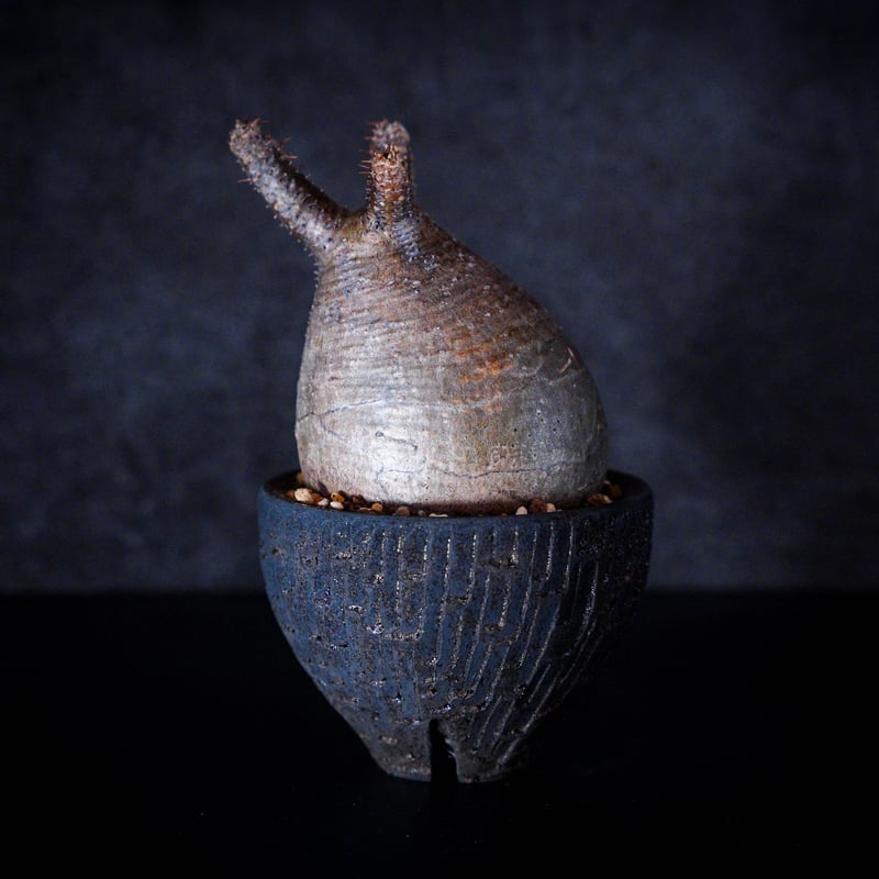 パキポディウム グラキリス-PG161/沼野秀章-BLACK WRAP -3.5号鉢 | Su