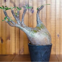 パキポディウム グラキリス-PG294 | Supervoid Caudex