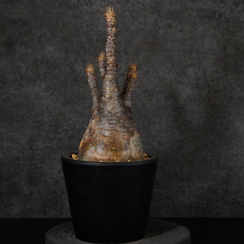 パキポディウム グラキリス-PG290 | Supervoid Caudex