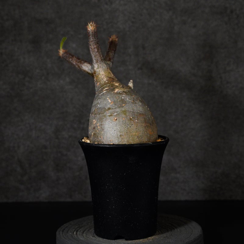 グラキリス 230422 ウチの初代グラ 買ったときは現地球は3年しか持たない