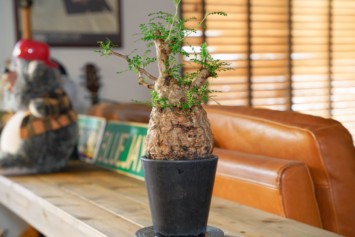 オペルクリカリア パキプス-OP29 | Supervoid Caudex