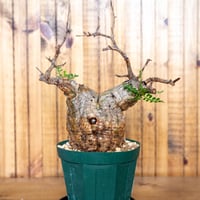 オペルクリカリア パキプス-OP52 | Supervoid Caudex