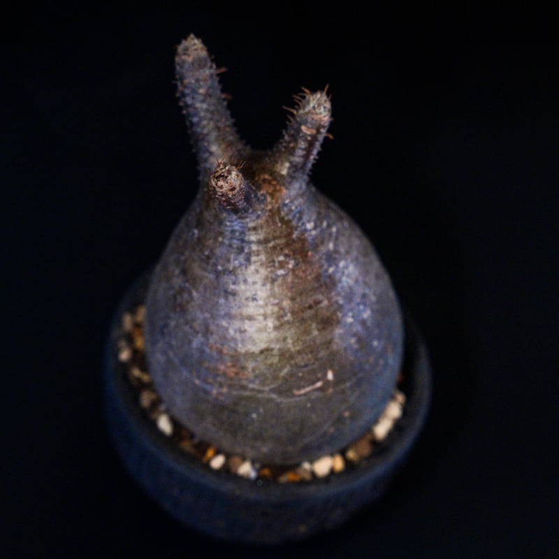 パキポディウム グラキリス-PG161/沼野秀章-BLACK WRAP -3.5号鉢 | Su