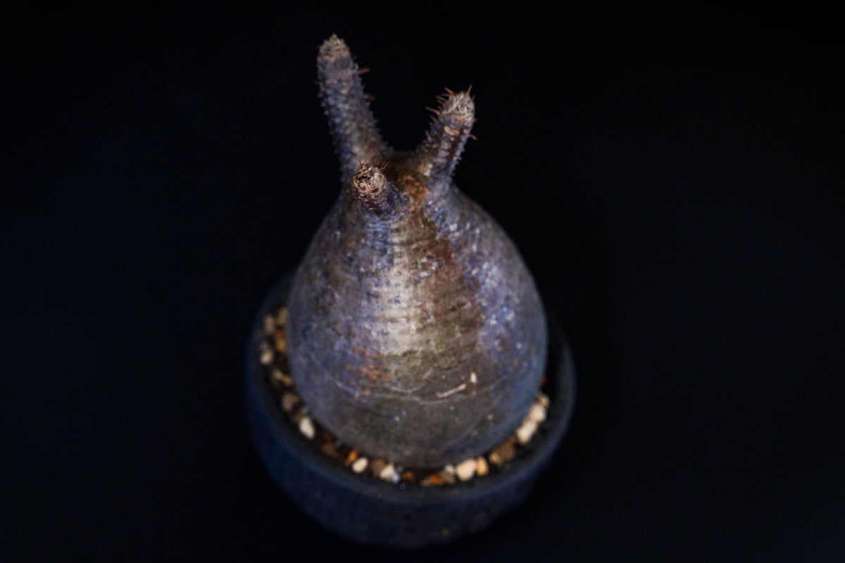 パキポディウム グラキリス-PG161/沼野秀章-BLACK WRAP -3.5号鉢 | Su