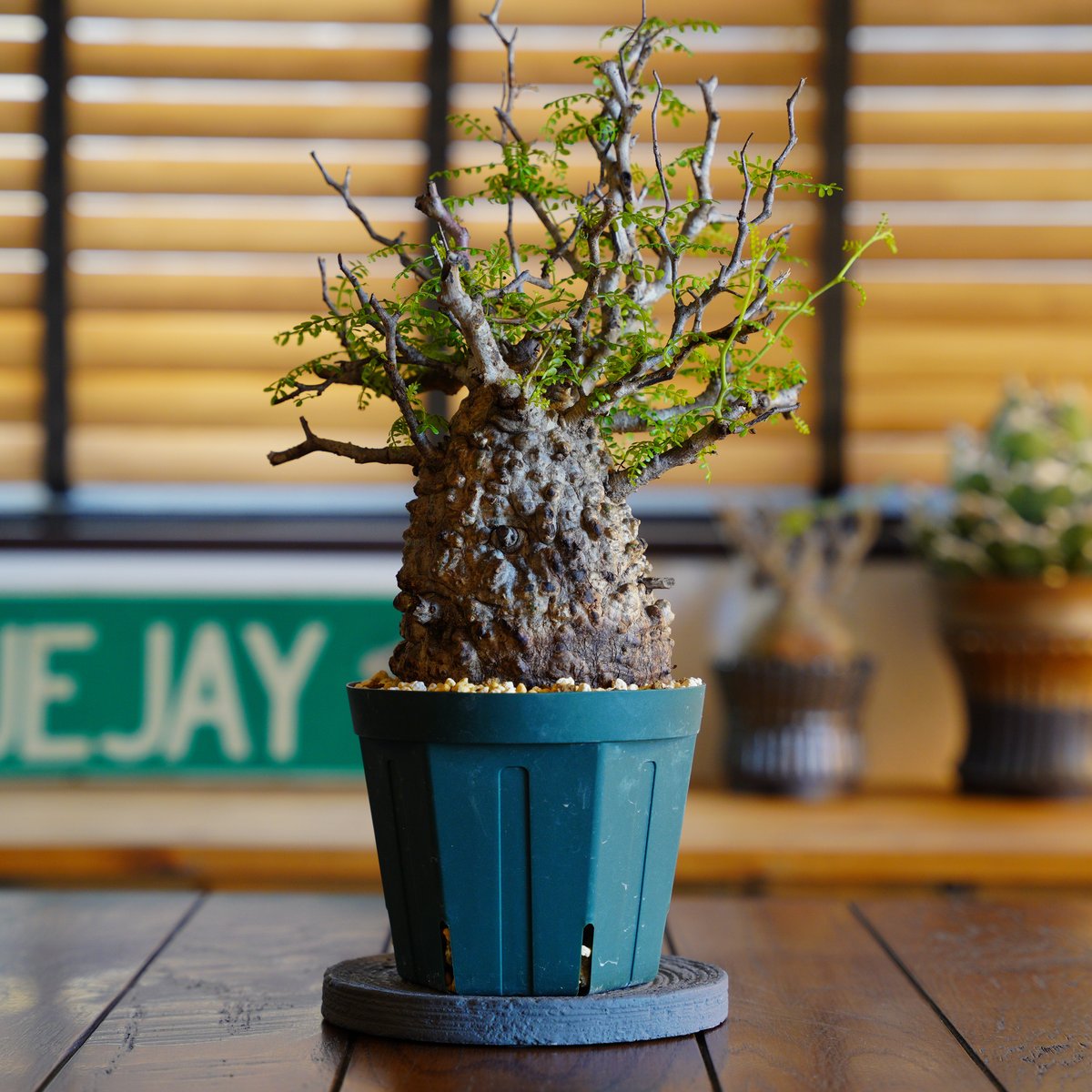 オペルクリカリア・パキプス47 発根済 オペルクリカリア パキプス P-47 × 【作家 小野瀬 一