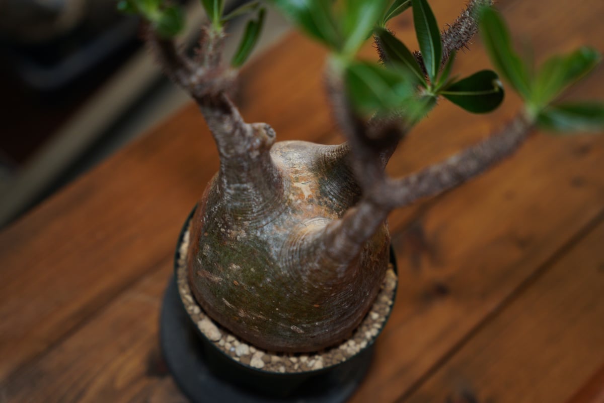 パキポディウム グラキリス-PG316 | Supervoid Caudex