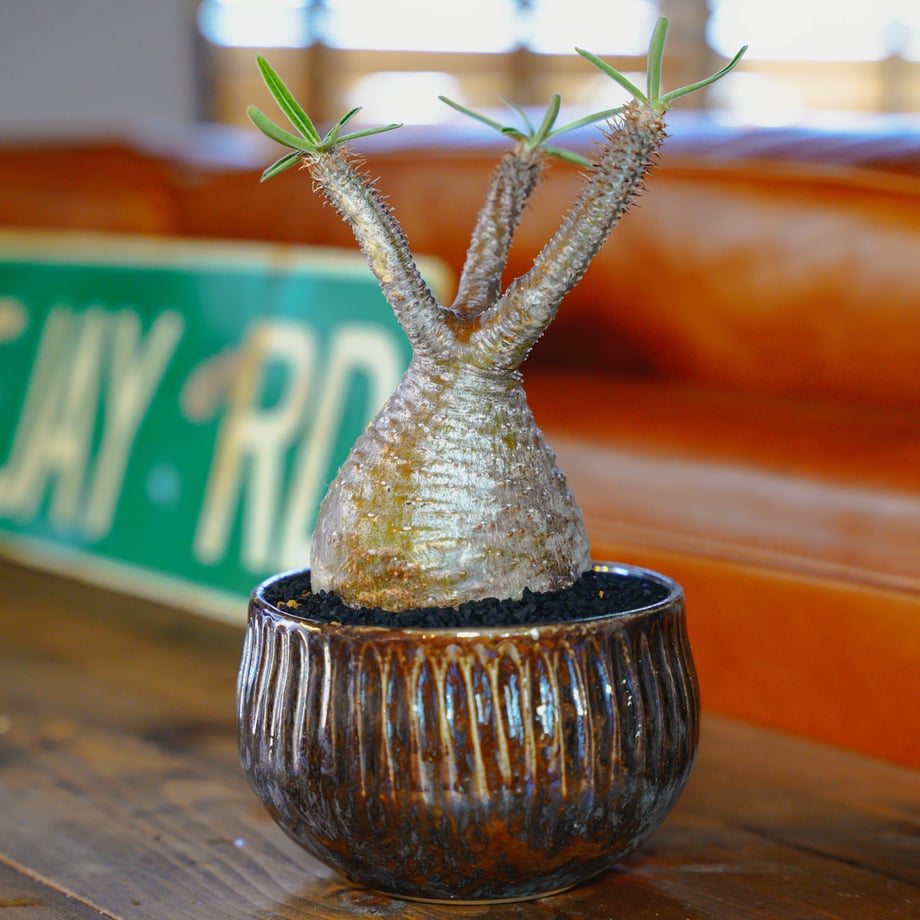 62e1cf4e8a0bd066073489f3