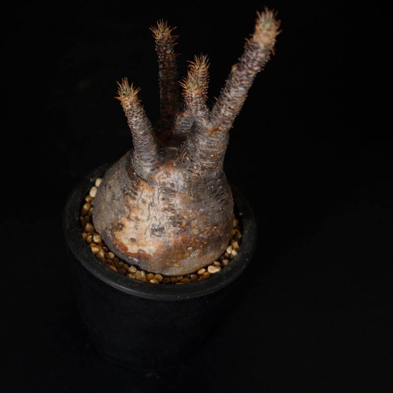 パキポディウム グラキリス-PG290 | Supervoid Caudex