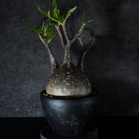 n*i様 グラキリス 7I/スリクソン ZXi5 アイアン・N.S.プロ850GH neo - 【写真24枚