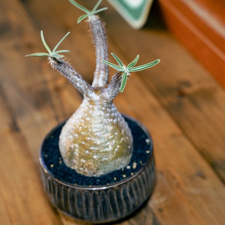 パキポディウム グラキリス-PG115 /森田昌求-SHINOGI VOID POT-3.5号鉢