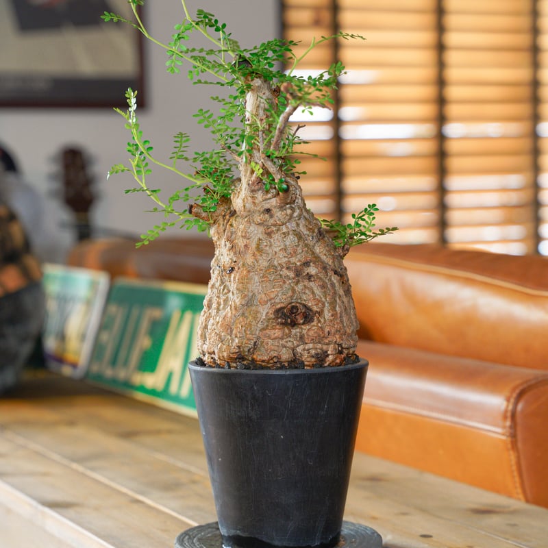 オペルクリカリア パキプス-OP29 | Supervoid Caudex