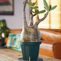 パキポディウム グラキリス-PG293 | Supervoid Caudex