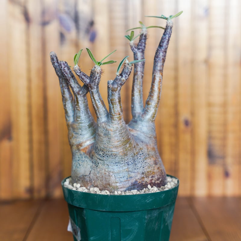 パキポディウム グラキリス-PG96 | Supervoid Caudex