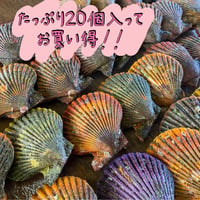 【期間限定商品】【産地直送】【日時指定可】海の宝石　ヒオウギ貝　20個　【お得な家庭用】