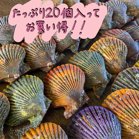 【期間限定商品】【産地直送】【日時指定可】海の宝石　ヒオウギ貝　20個　【お得な家庭用】