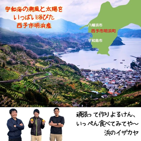 【予約販売】【期間・数量限定・送料込】旬をお届け！温州みかん5㎏（早生または南柑20号）
