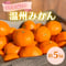 【予約販売】【期間・数量限定・送料込】旬をお届け！温州みかん5㎏（早生または南柑20号）