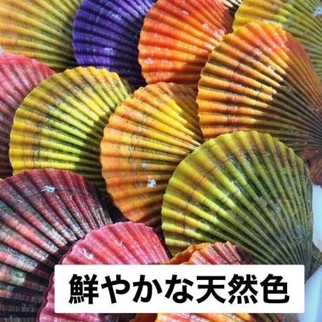 【期間限定商品】【産地直送】【日時指定可】海の宝石　ヒオウギ貝　20個　【お得な家庭用】