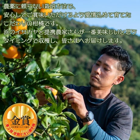 【予約販売】【期間・数量限定・送料込】旬をお届け！温州みかん5㎏（早生または南柑20号）