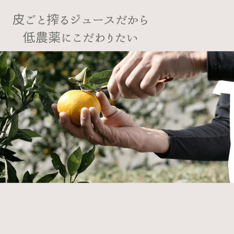 【初搾り】温州みかんジュース＃20 　720ml×3本セット