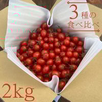 とまおとめ® ３品種食べ比べ １kg（１kg箱×２）【送料込み】