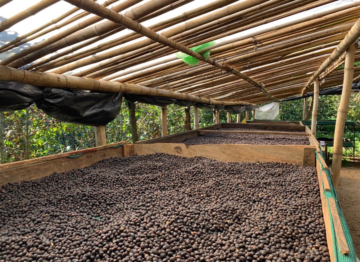 エルサルバドル プエルト アルトゥロ農園 ナチュラル | KOCO coffee&bake