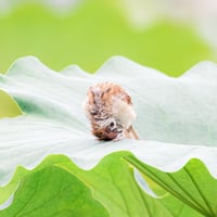 とりはがき③ なーにー？（スズメ）