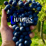 リヴィナス ニュージーランドワイン