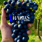 The Winery
