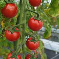 極甘フルーツトマト 2kg箱